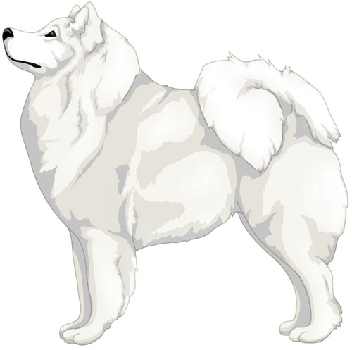 Samoyed