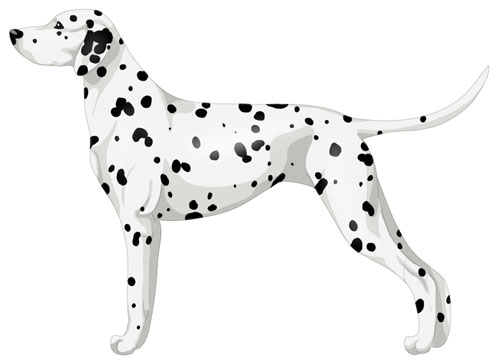 Dalmatian